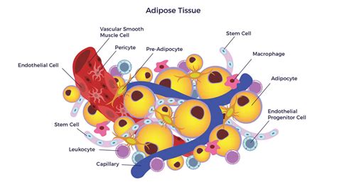 review aregs|The composition, function, and regulation of adipose stem and.